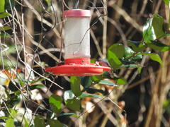 Archilochus alexandri