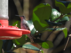 Archilochus alexandri