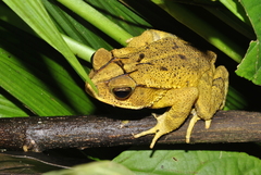 Incilius leucomyos