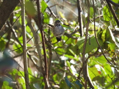 Selasphorus platycercus