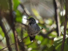 Selasphorus platycercus