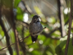 Selasphorus platycercus