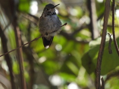 Selasphorus platycercus