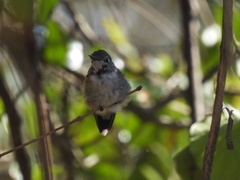 Selasphorus platycercus