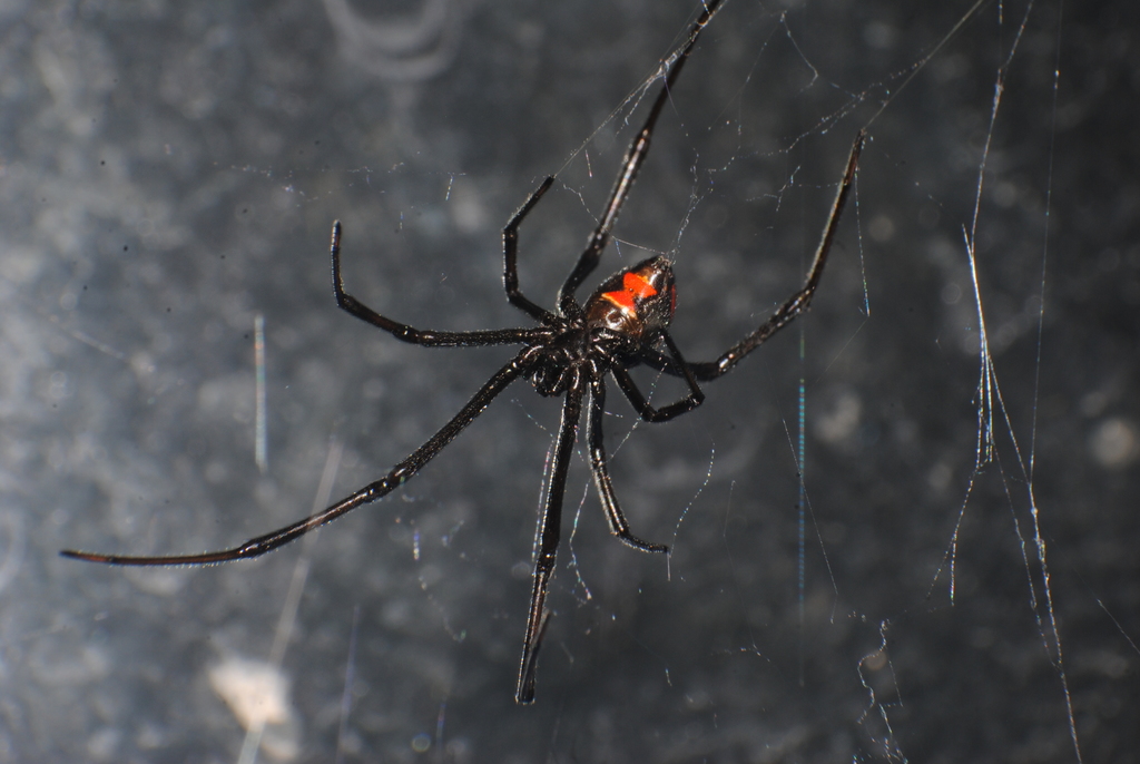 Latrodectus occidentalis from San Esteban, Honduras on May 19, 2014 at ...