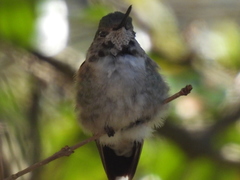 Selasphorus platycercus