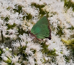 Cyanophrys remus