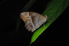 Taygetis thamyra