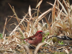 Haemorhous purpureus