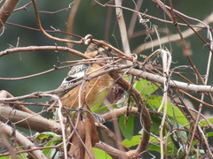 Pheucticus melanocephalus