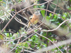 Pheucticus melanocephalus