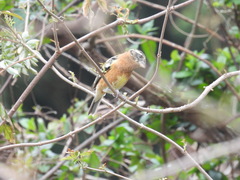 Pheucticus melanocephalus