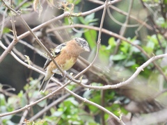 Pheucticus melanocephalus