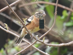 Pheucticus melanocephalus