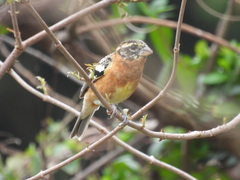 Pheucticus melanocephalus