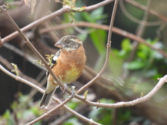 Pheucticus melanocephalus