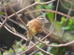 Pheucticus melanocephalus