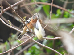 Pheucticus melanocephalus