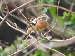 Pheucticus melanocephalus