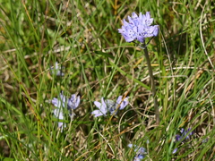 Scilla verna