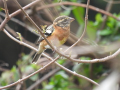 Pheucticus melanocephalus