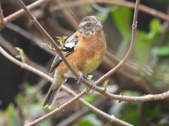 Pheucticus melanocephalus