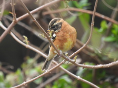 Pheucticus melanocephalus