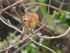 Pheucticus melanocephalus