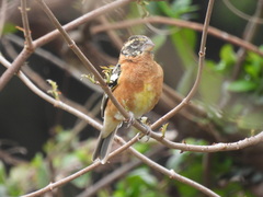 Pheucticus melanocephalus