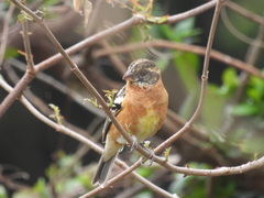 Pheucticus melanocephalus