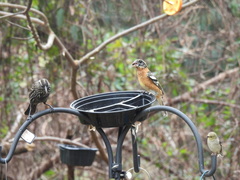 Pheucticus melanocephalus