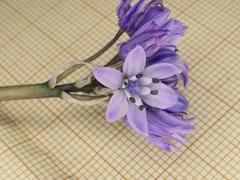 Scilla verna