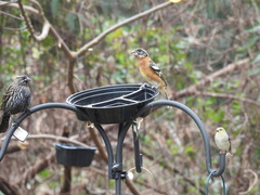 Pheucticus melanocephalus