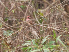 Haemorhous purpureus