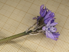 Scilla verna