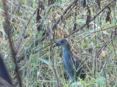 Amaurornis moluccana