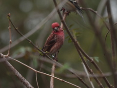Haemorhous purpureus