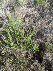 Arthroceras subterminale