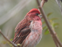 Haemorhous purpureus