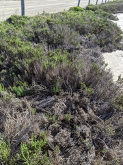 Arthroceras subterminale