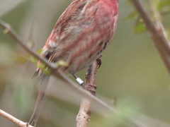 Haemorhous purpureus