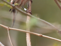 Haemorhous purpureus