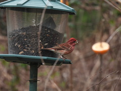 Haemorhous purpureus