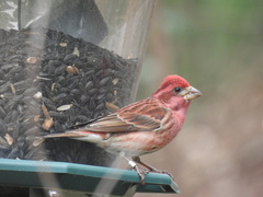 Haemorhous purpureus