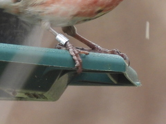 Haemorhous purpureus