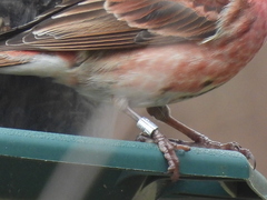 Haemorhous purpureus