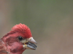 Haemorhous purpureus