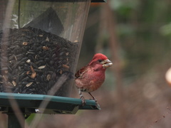 Haemorhous purpureus