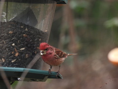 Haemorhous purpureus