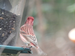 Haemorhous purpureus